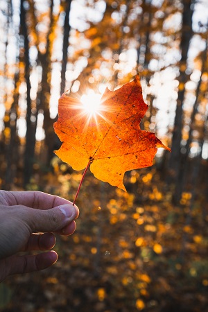 fallen leaf