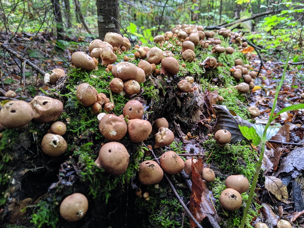 small brown fungus on moss-covered log