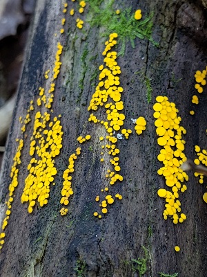 Tiny yellow fungi on the side of a tree trunk