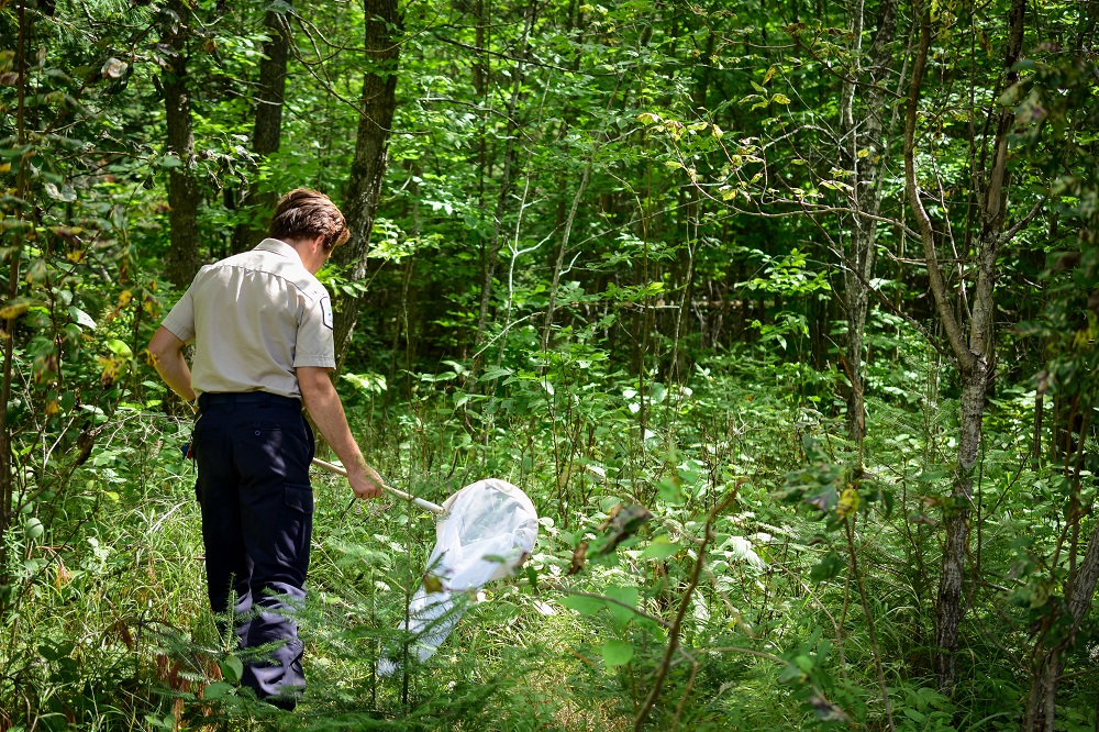 A staff member using a bug net to catch insects.