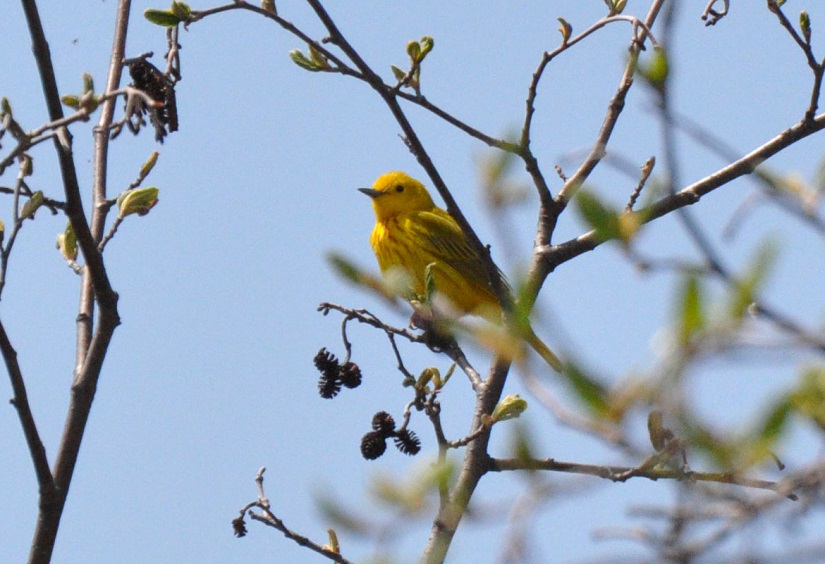 A yellow bird perched on a tree.