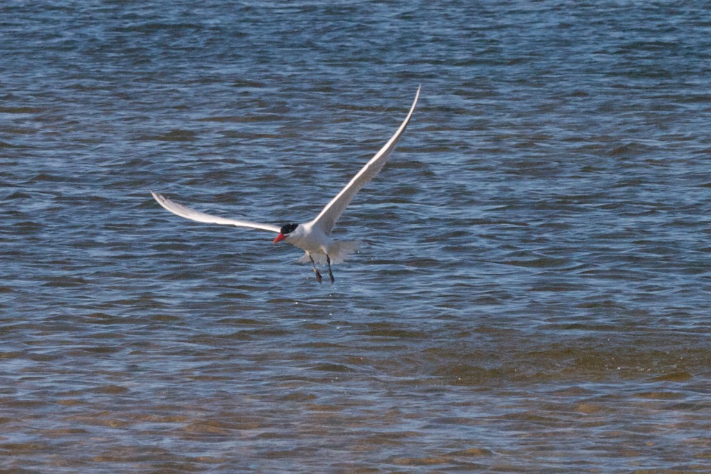 tern flying