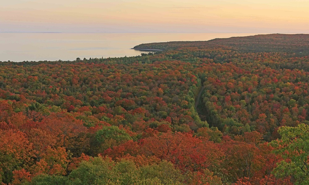 fall foliage from above