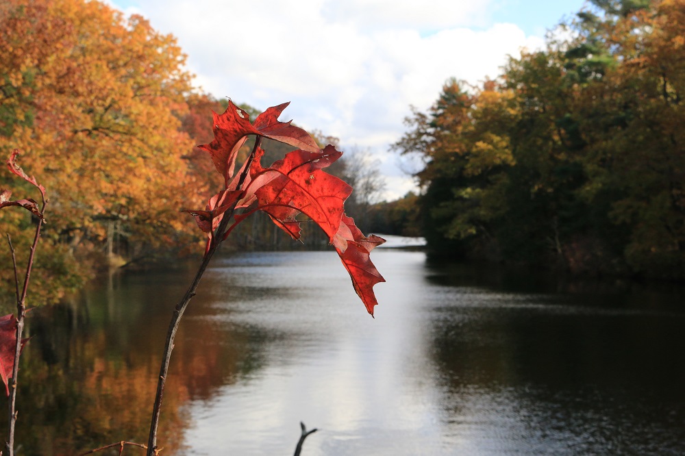 A red leaf in the foreground and a river with trees with fall colours lining the shoreline on a cloudy day