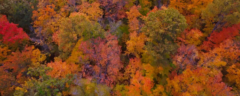 Overhead view of trees with fall leaves