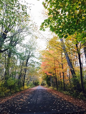 view of road through forest