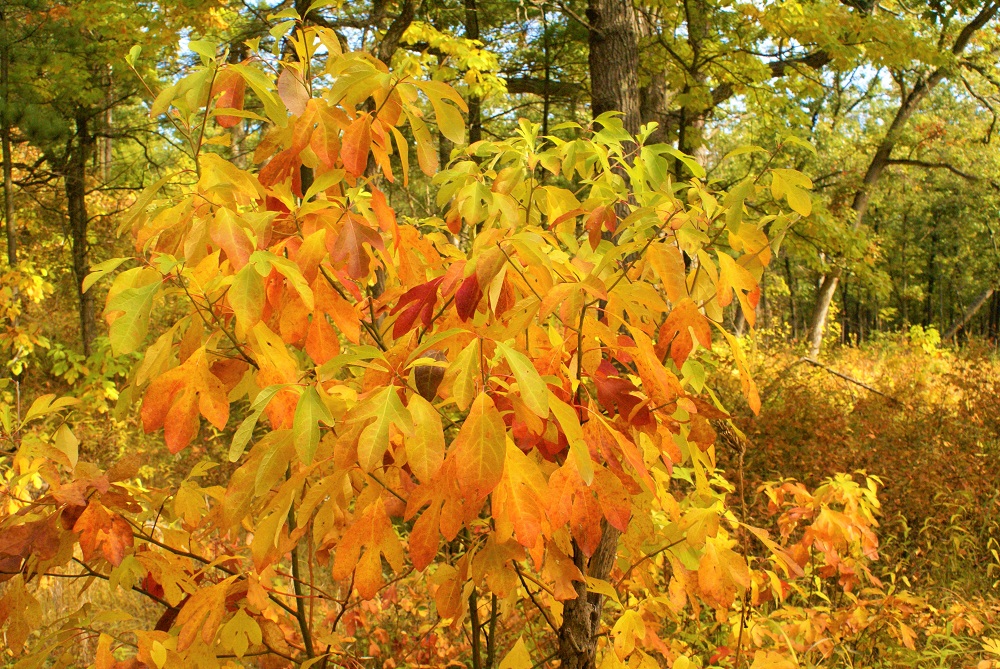 tree with changing leaves