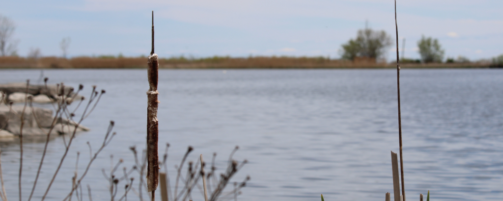 View of reeds with water in the background