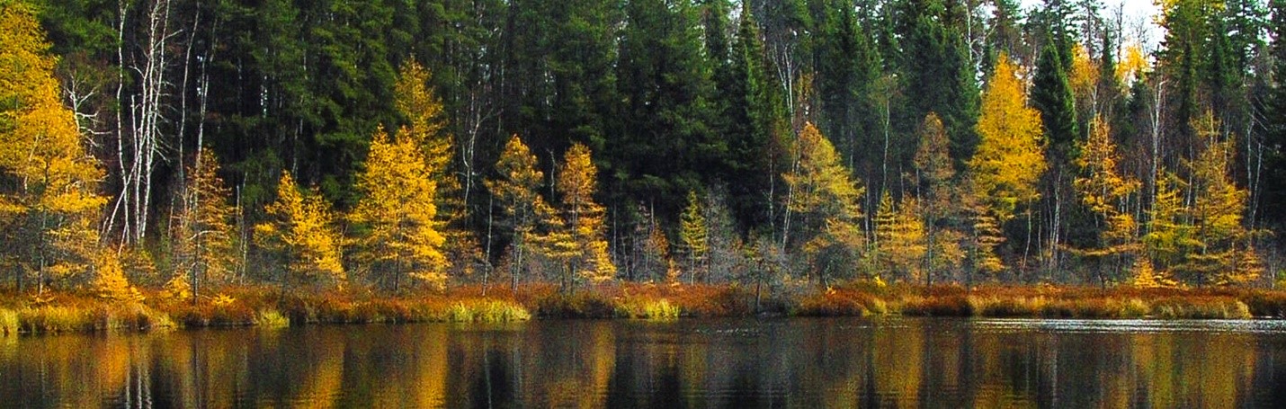 Tamaracks line the shores of one of Kettle Lakes many spring-fed lakes with gold