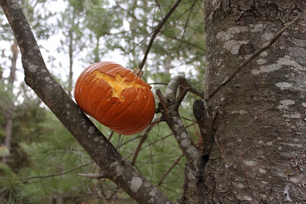 Pumpkin carved as bat for Halloween