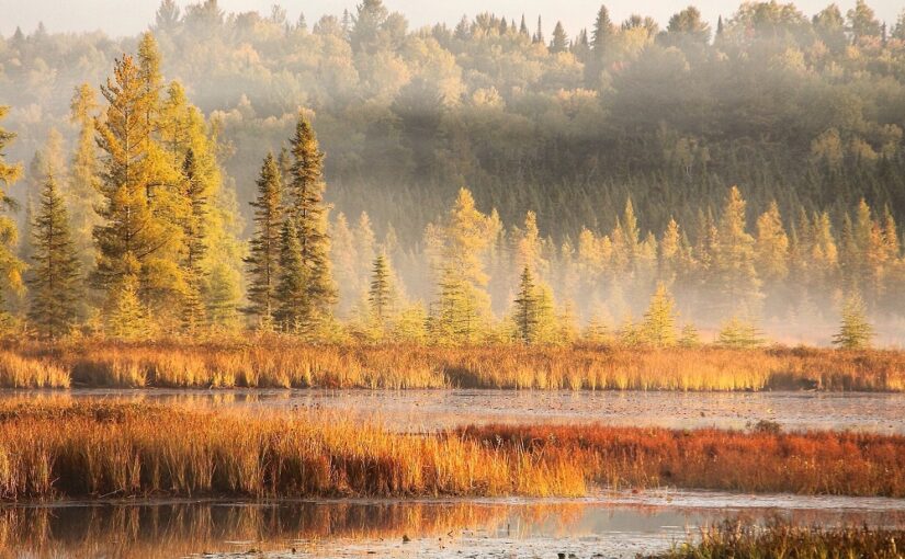 all landscape of the "golden encore" fall colours