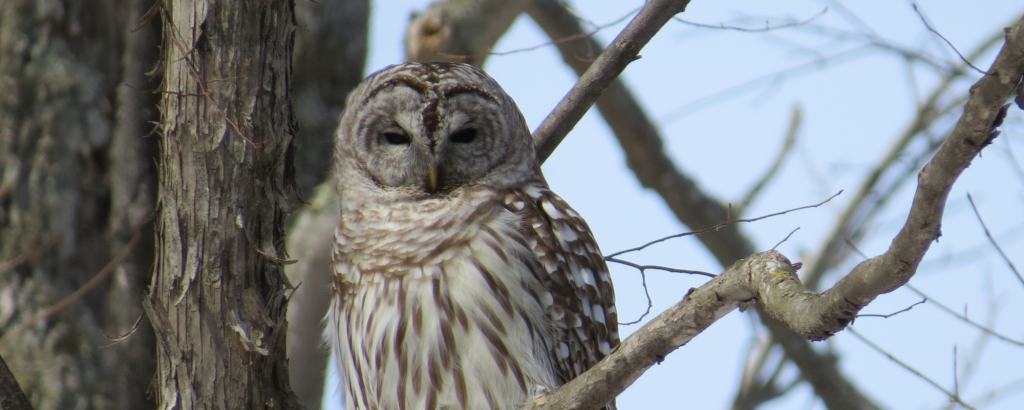A Barred Owl sitting on a tree branch in the winter
