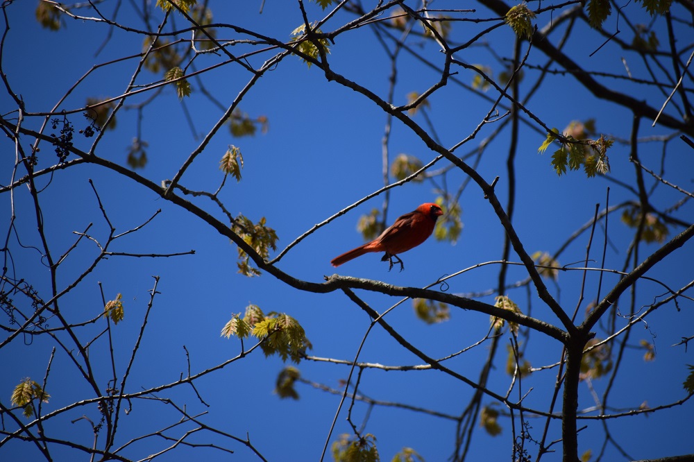 bird on branch in tree