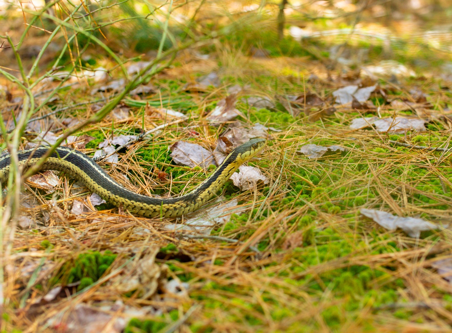 garter snake