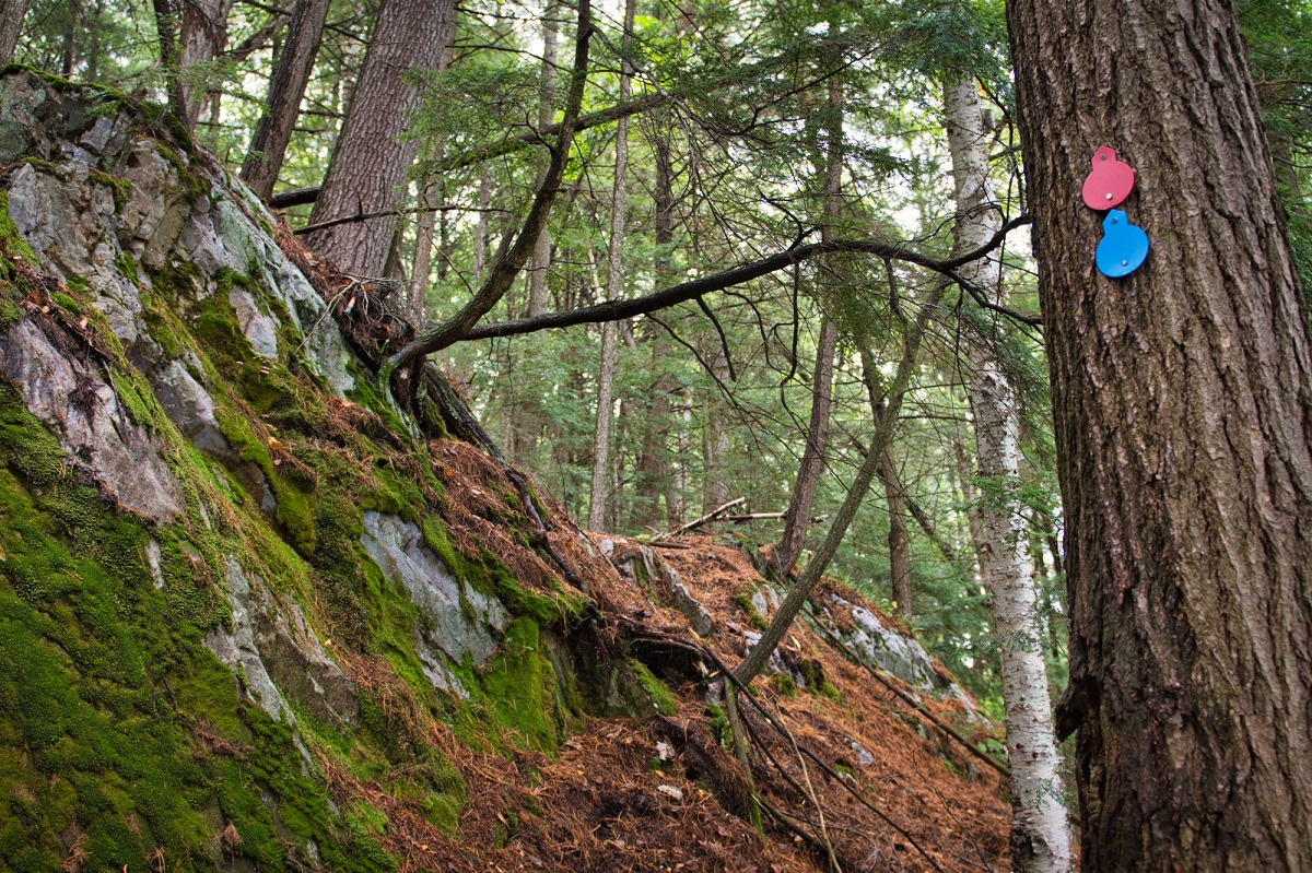 Trail on the way up to The Crack, red and blue trail signs on tree