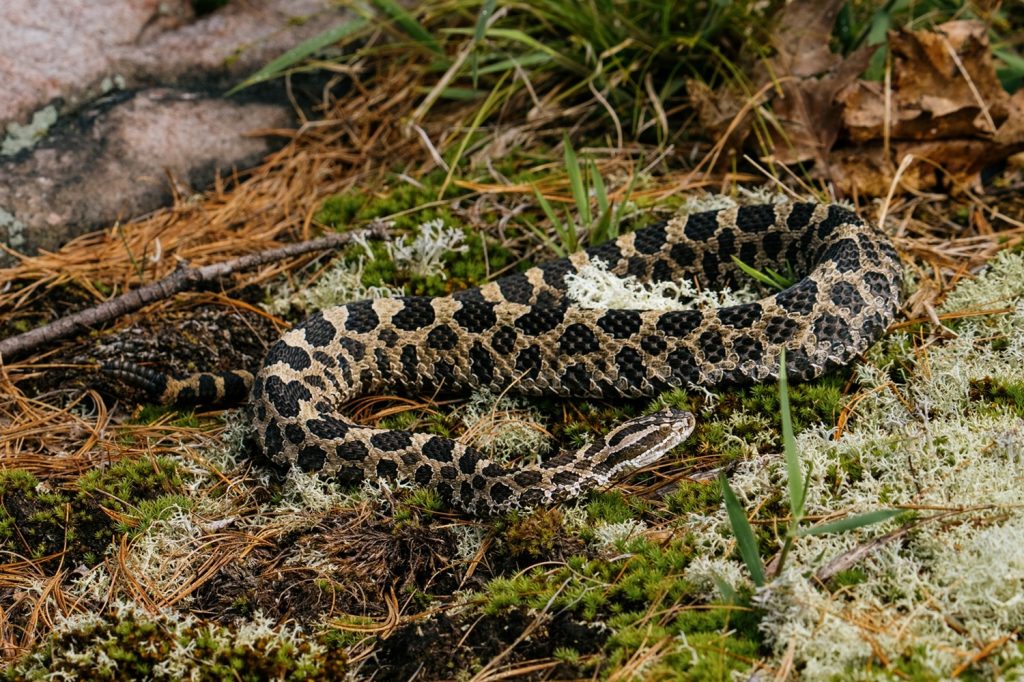 Massasauga Rattlesnake