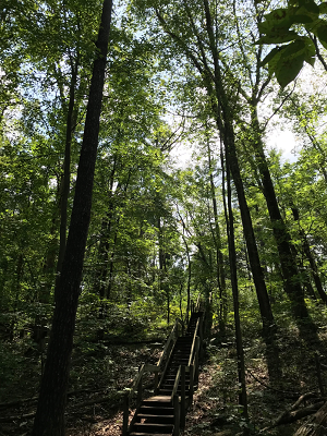 view of forest