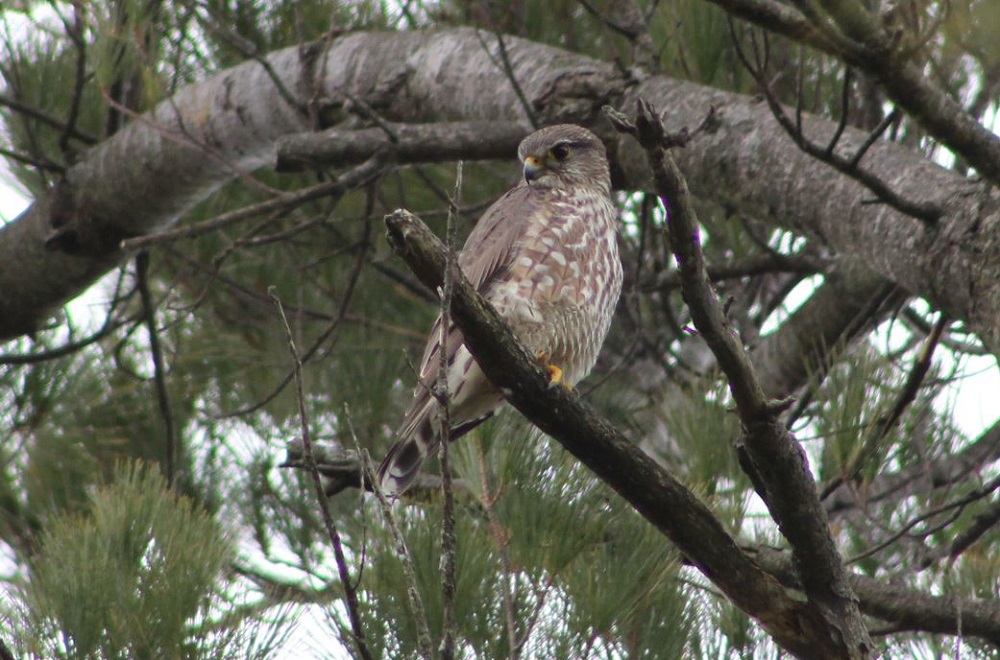 merlin