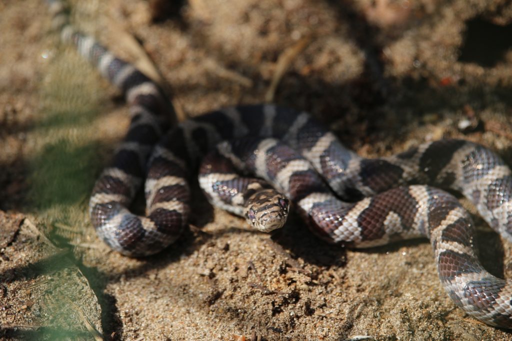 milksnake