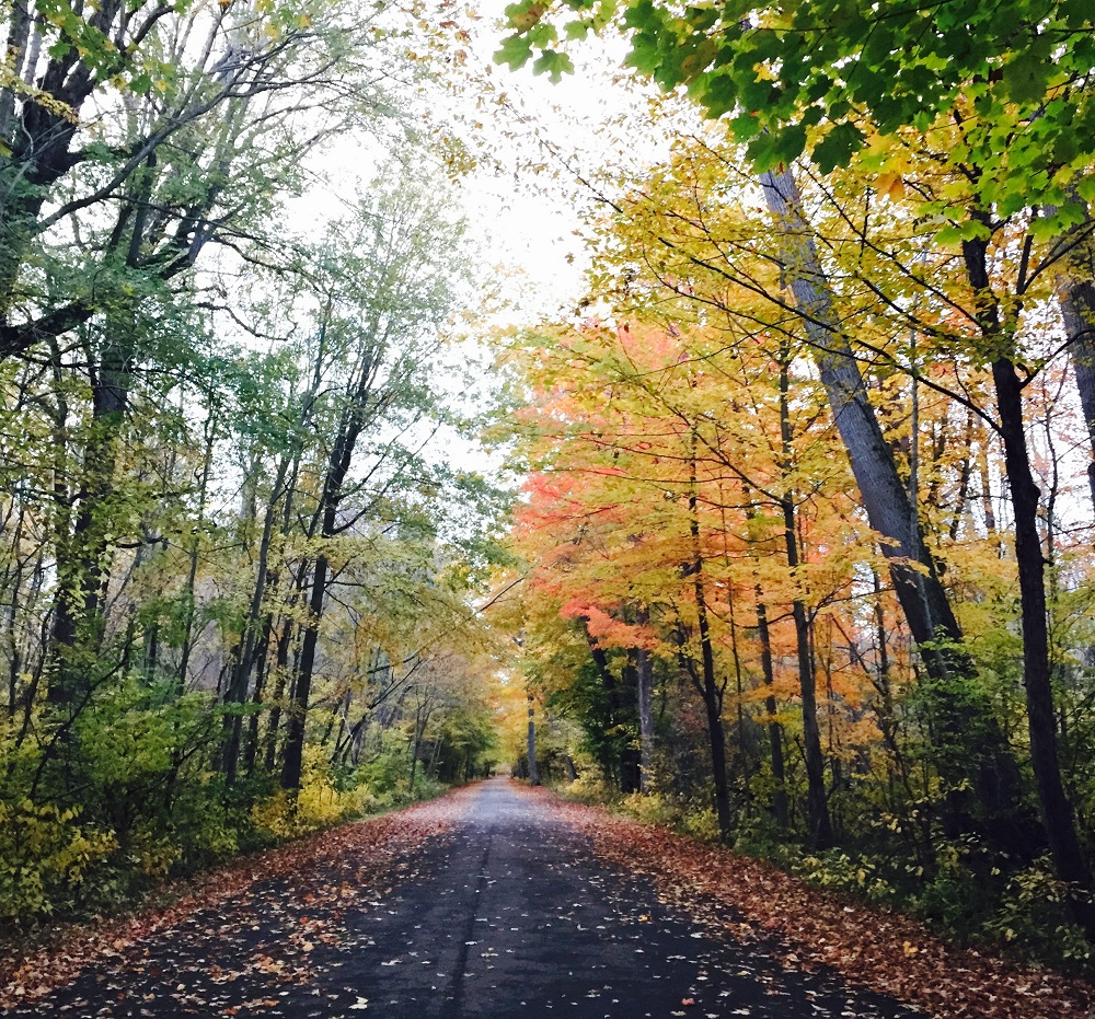 view of forested road