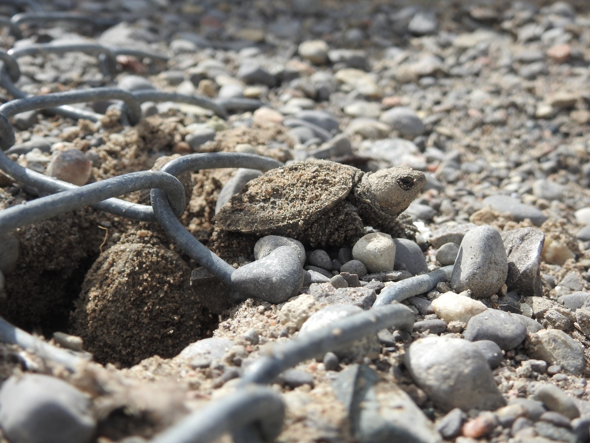 A turtle hatchling emerging from a sandy area that has been protected with chainlink.