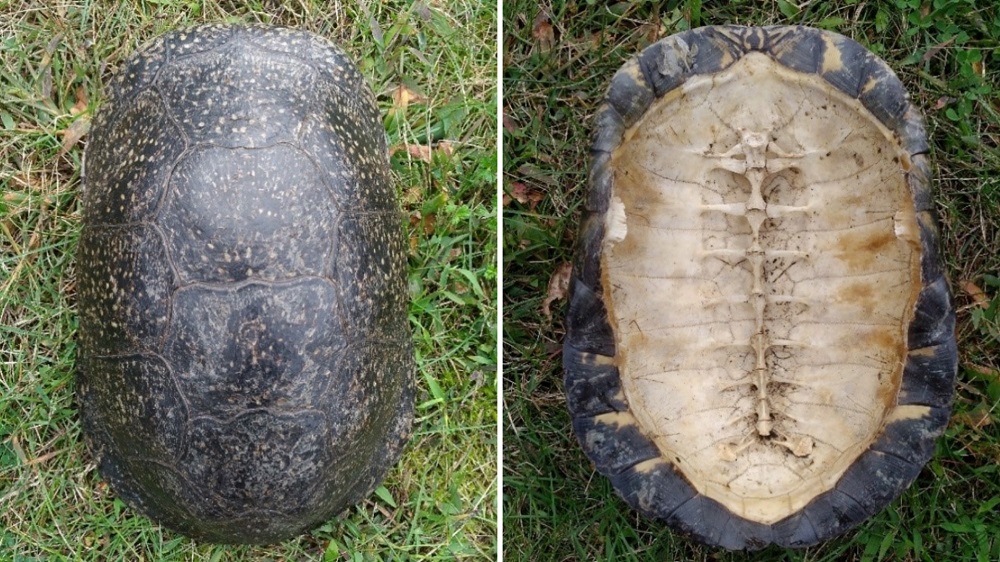 collage of views of turtle shell