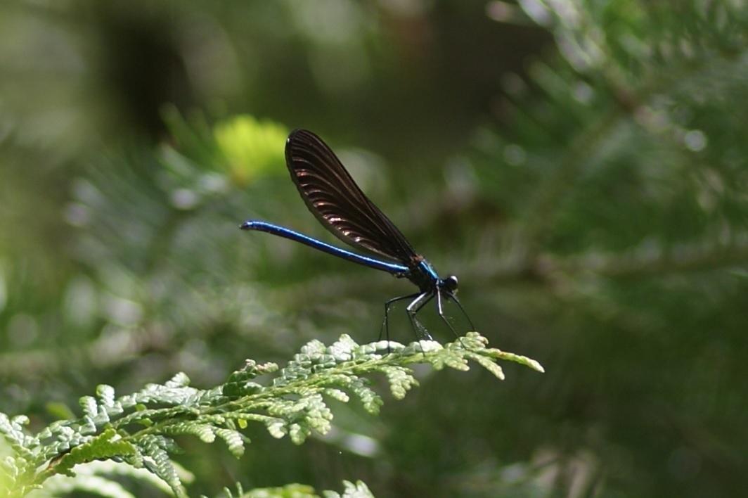 ebony jewelwing