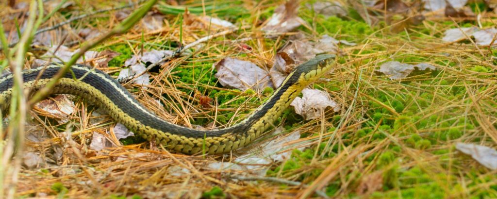 garter snake