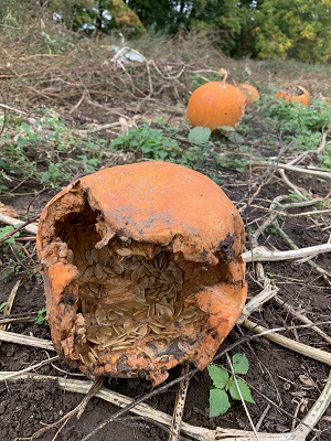 decomposing pumpkins