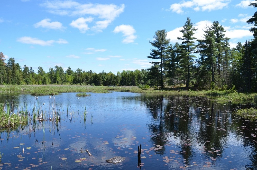 view of lake with forest