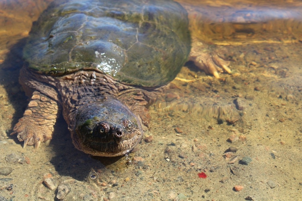 Snapping Turtle