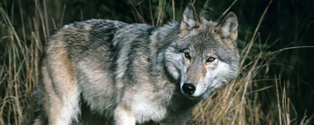wolf walking near tall grass