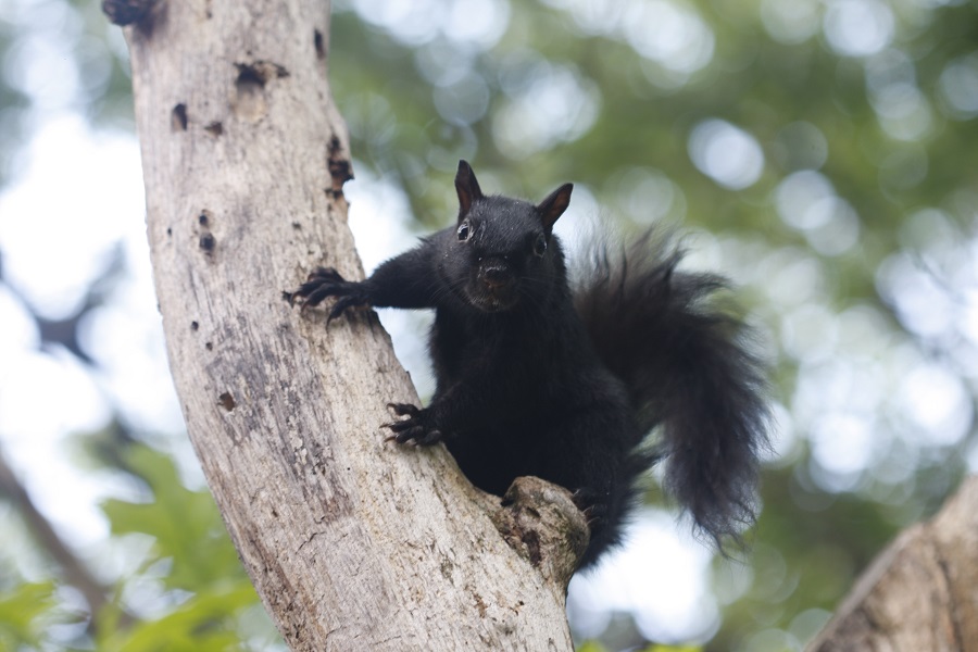 A black squirrel on a tree trunk