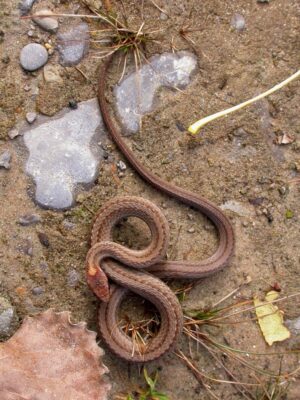 Red-bellied snake on sand.