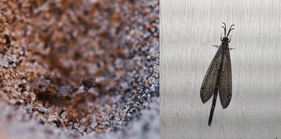 Juvenile and adult antlion