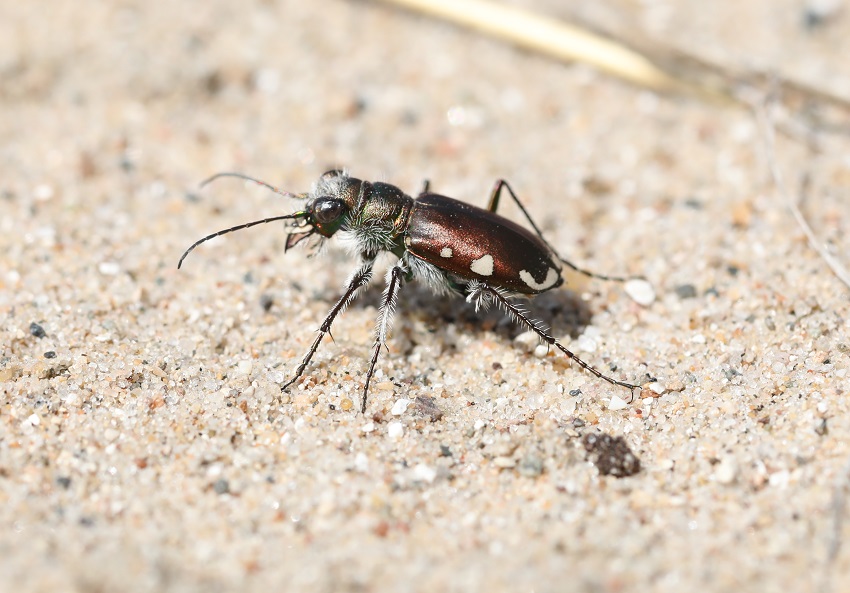 Tiger beetle