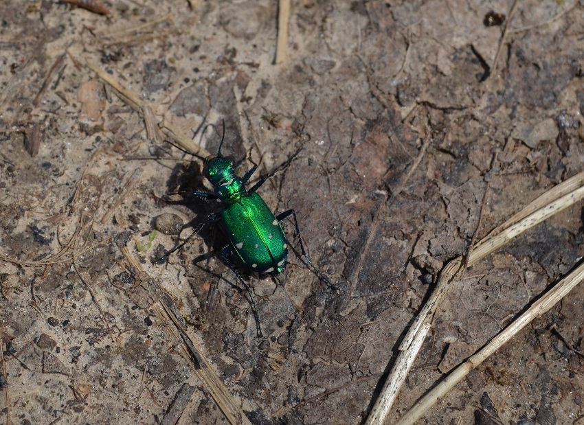 Six-spotted Tiger Beetle