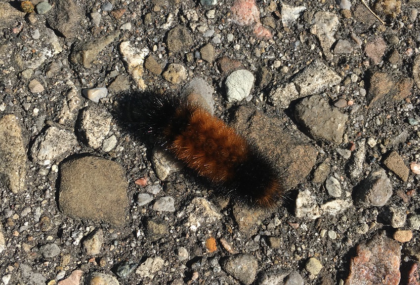 woolly bear caterpillar