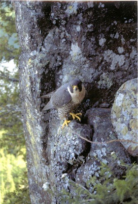 Large bird with talons on side of rock.