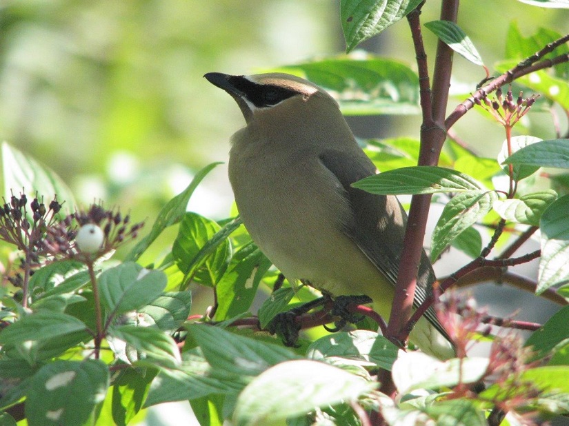 Small brown bird on branch.