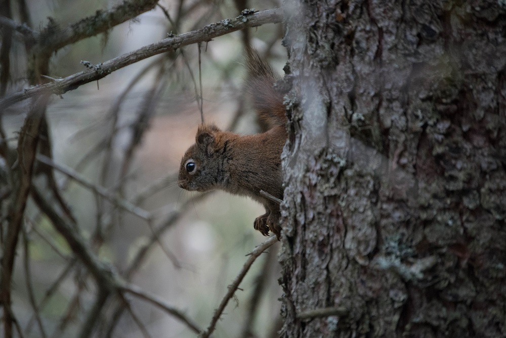 A Red Squirrel looks out from its new home – a woodpecker nesting hole