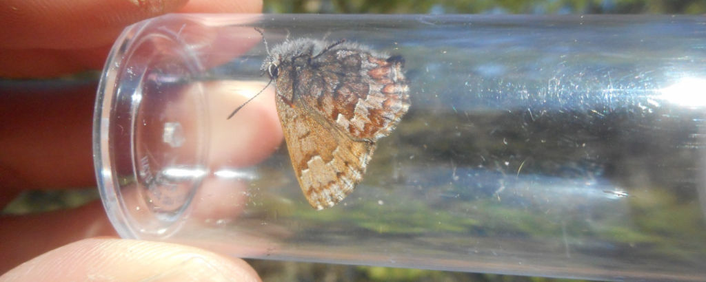 Eastern Pine Elfin
