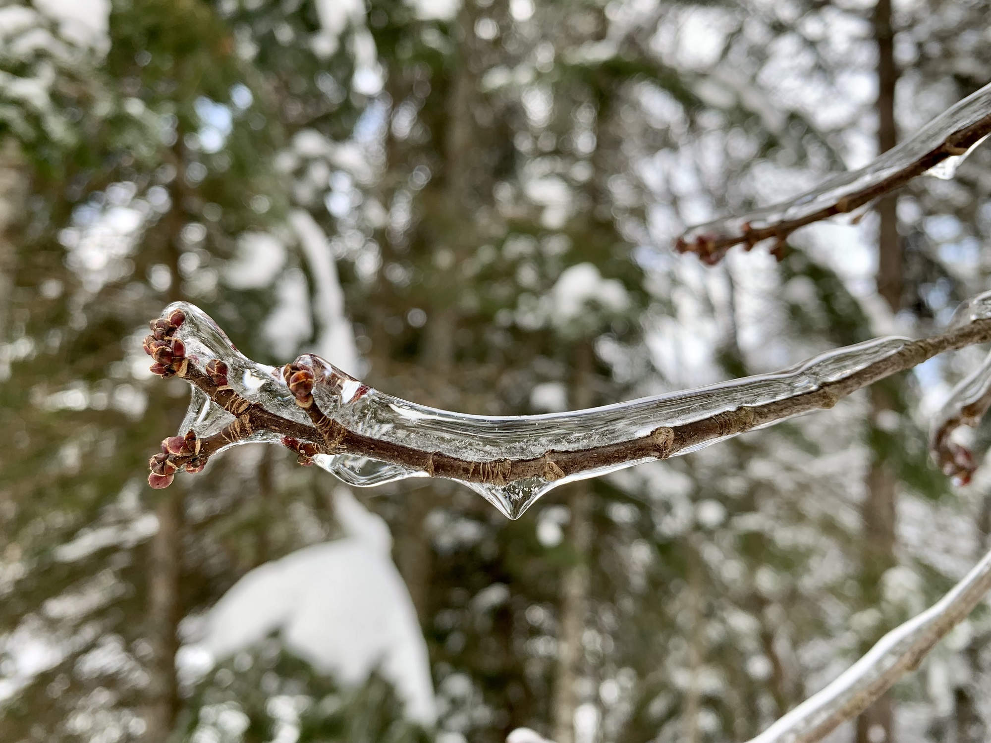 Tree buds covered in ice in Algonquin