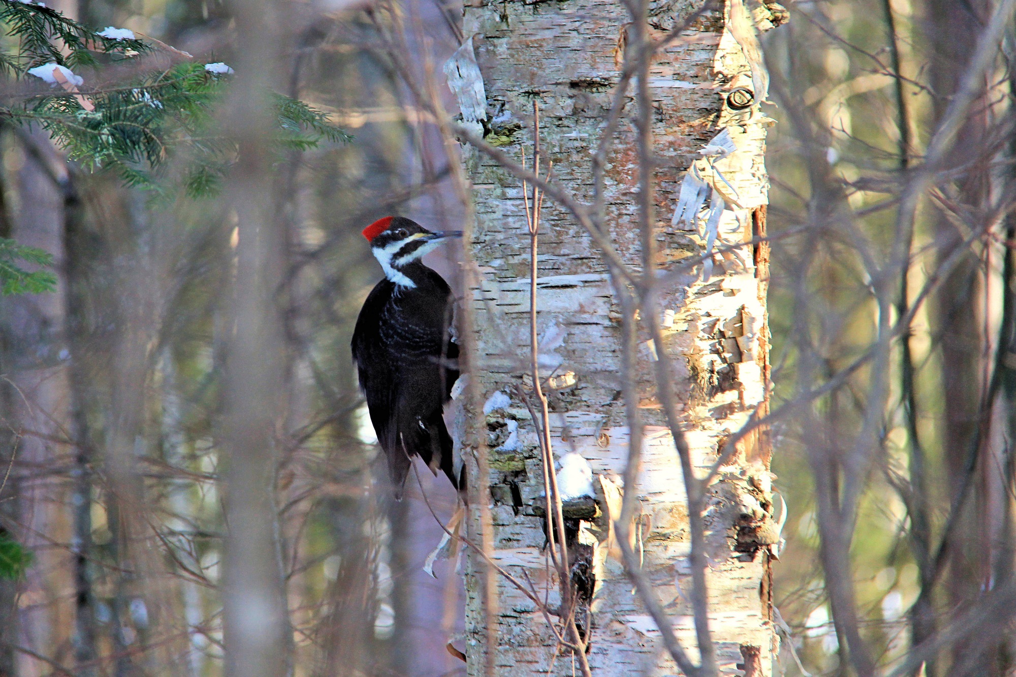 A Pileated Woodpecker searches for beetle grubs under the bark of a tree