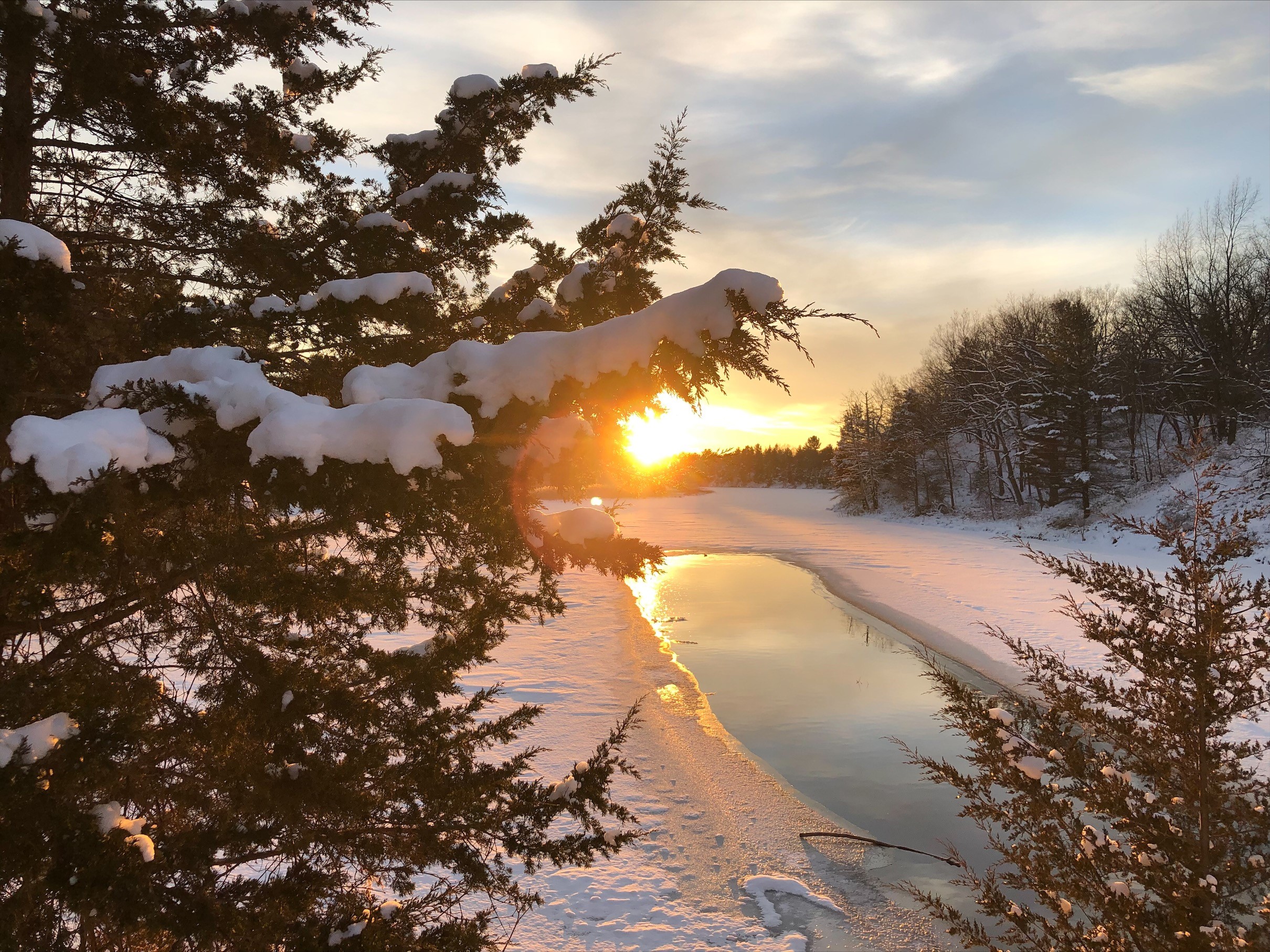 A sunset shining past a snow-covered coniferous tree on the shore of a frozen body of water