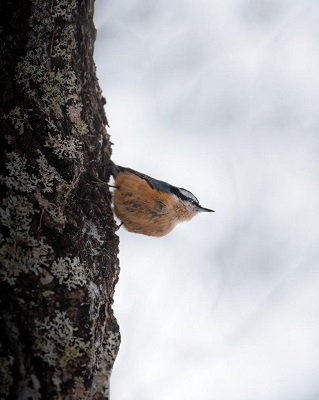 Brown small bird on side of tree.