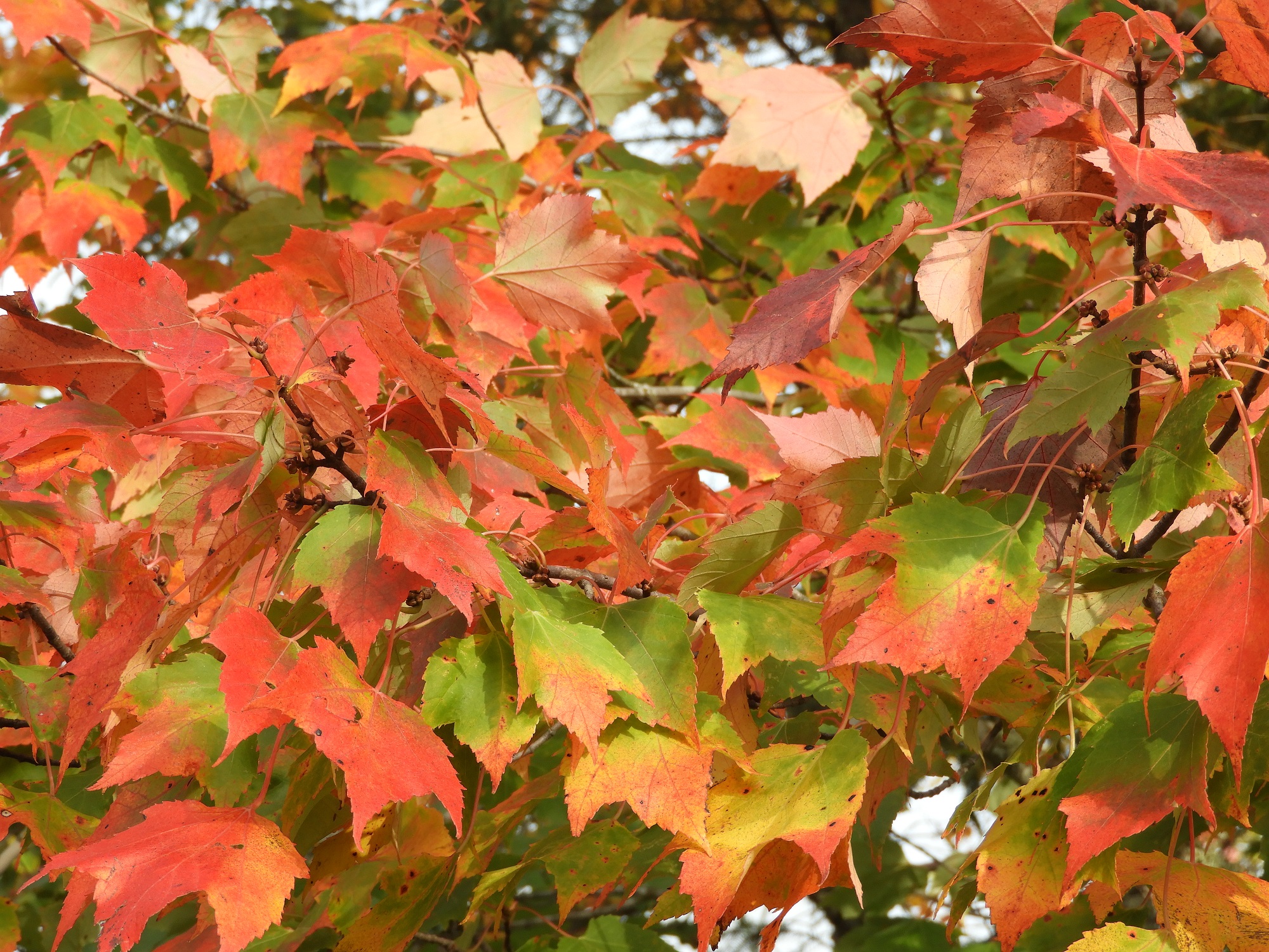 orange maple leaves on branches