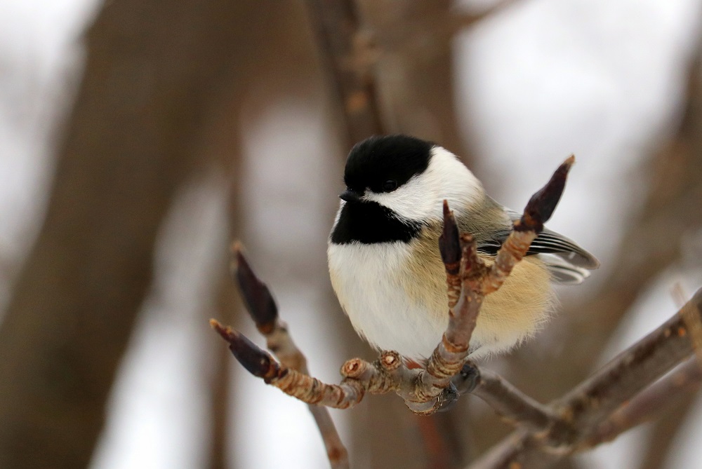 chickadee on branch