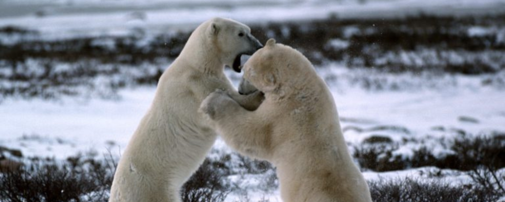 two polar bears