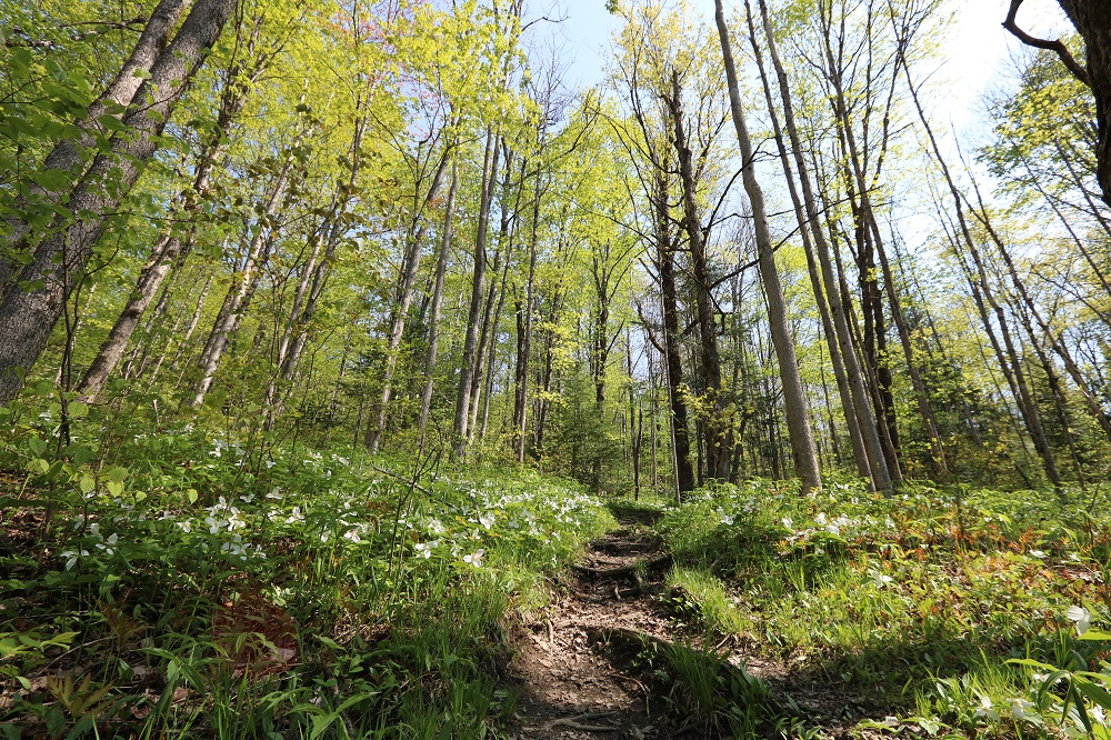 spring forest